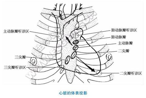 心脏瓣膜