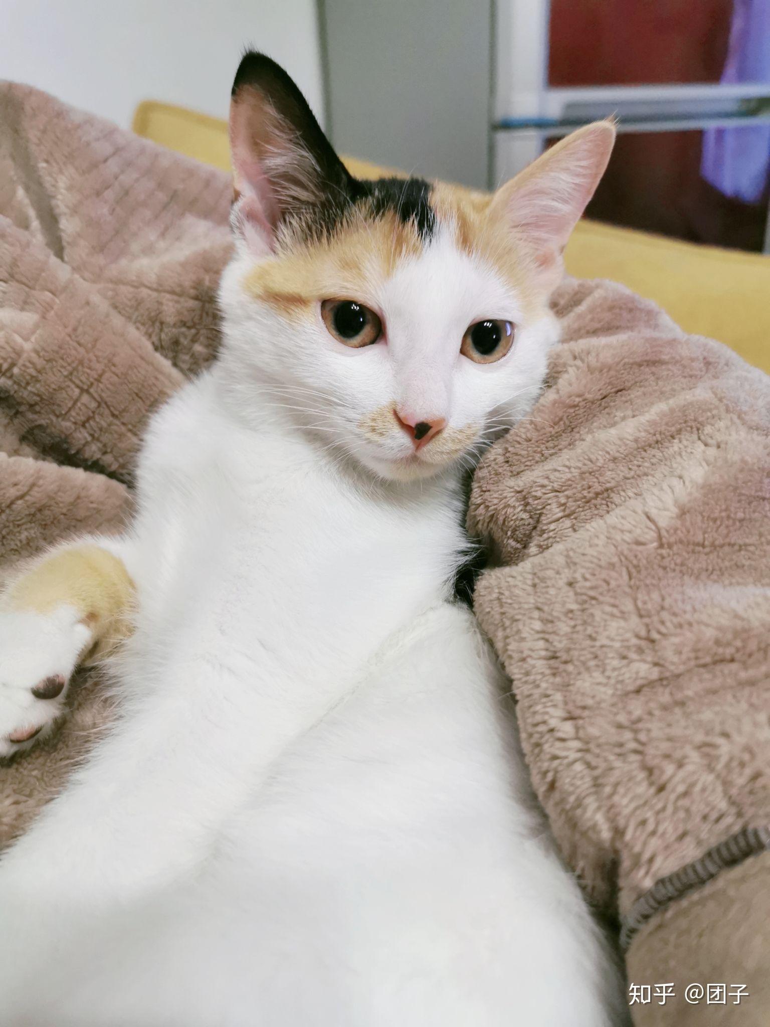 三花猫有多漂亮? - 知乎