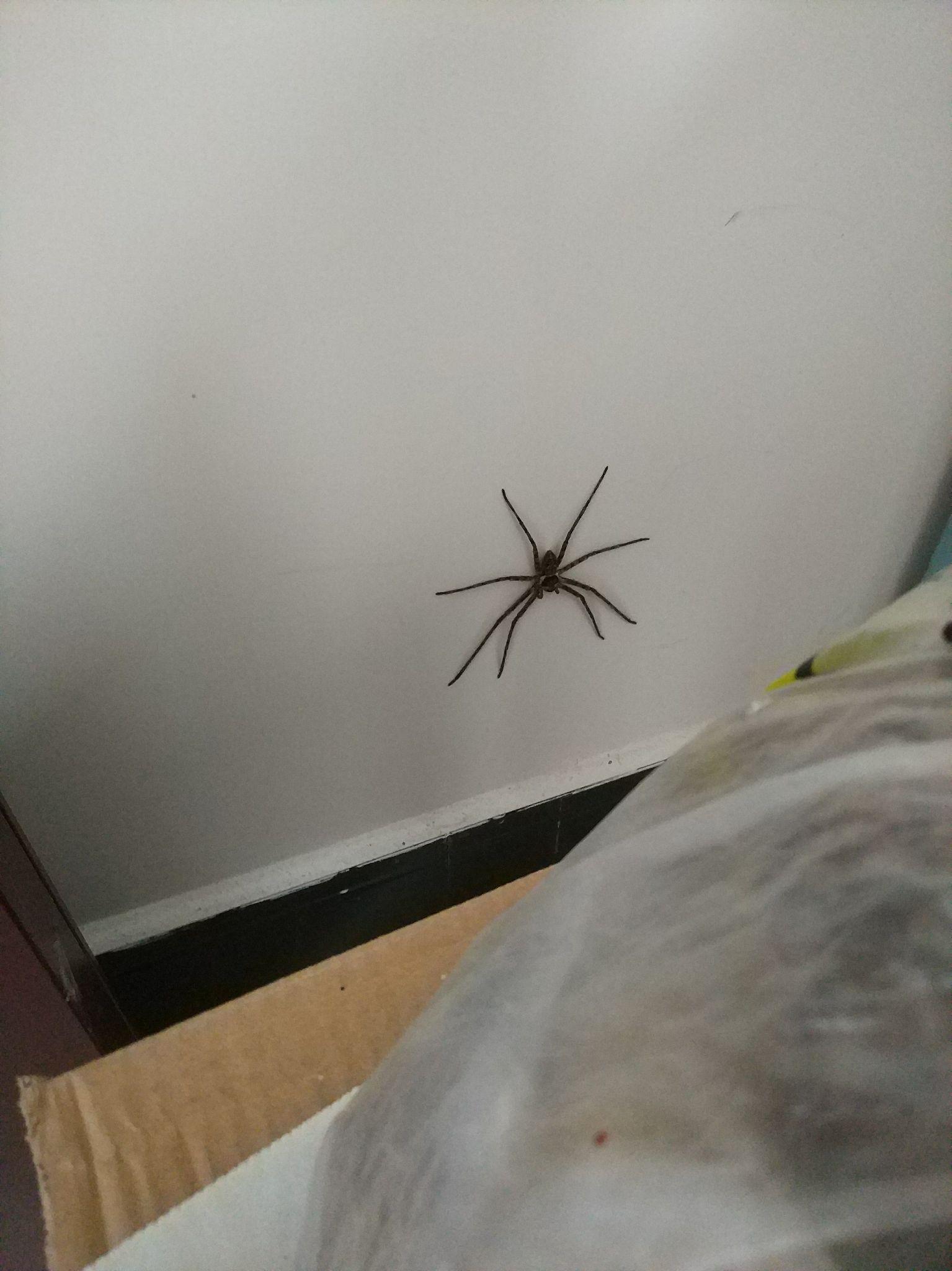 抓住一只巴掌大蜘蛛,不知道什么品种,望帮看下. - 知乎