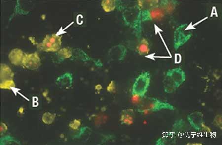 检测细胞凋亡关键特征的七大法宝 - 知乎