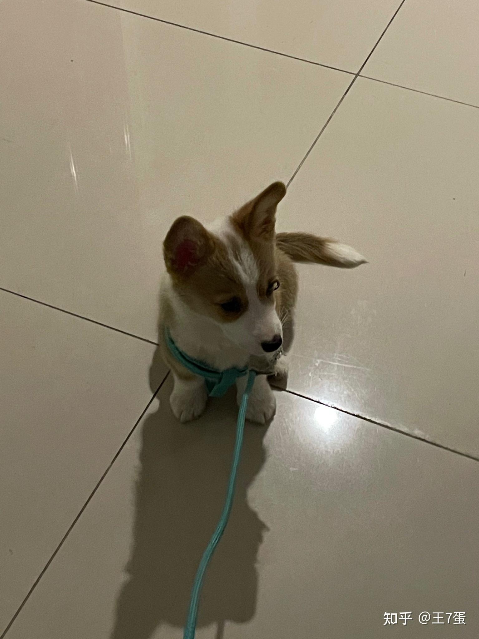 柯基不断尾会怎么样? - 知乎