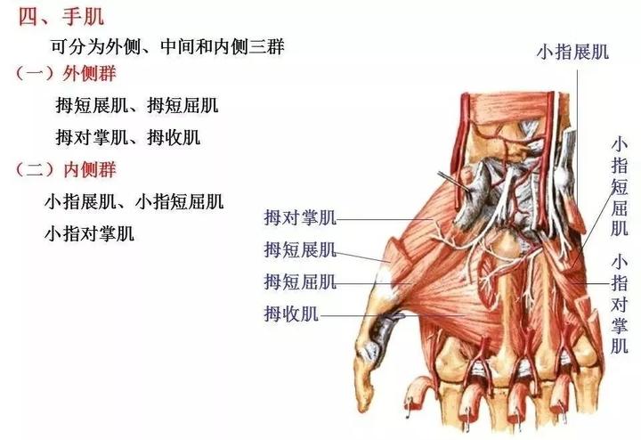 屈小指短肌疼图片