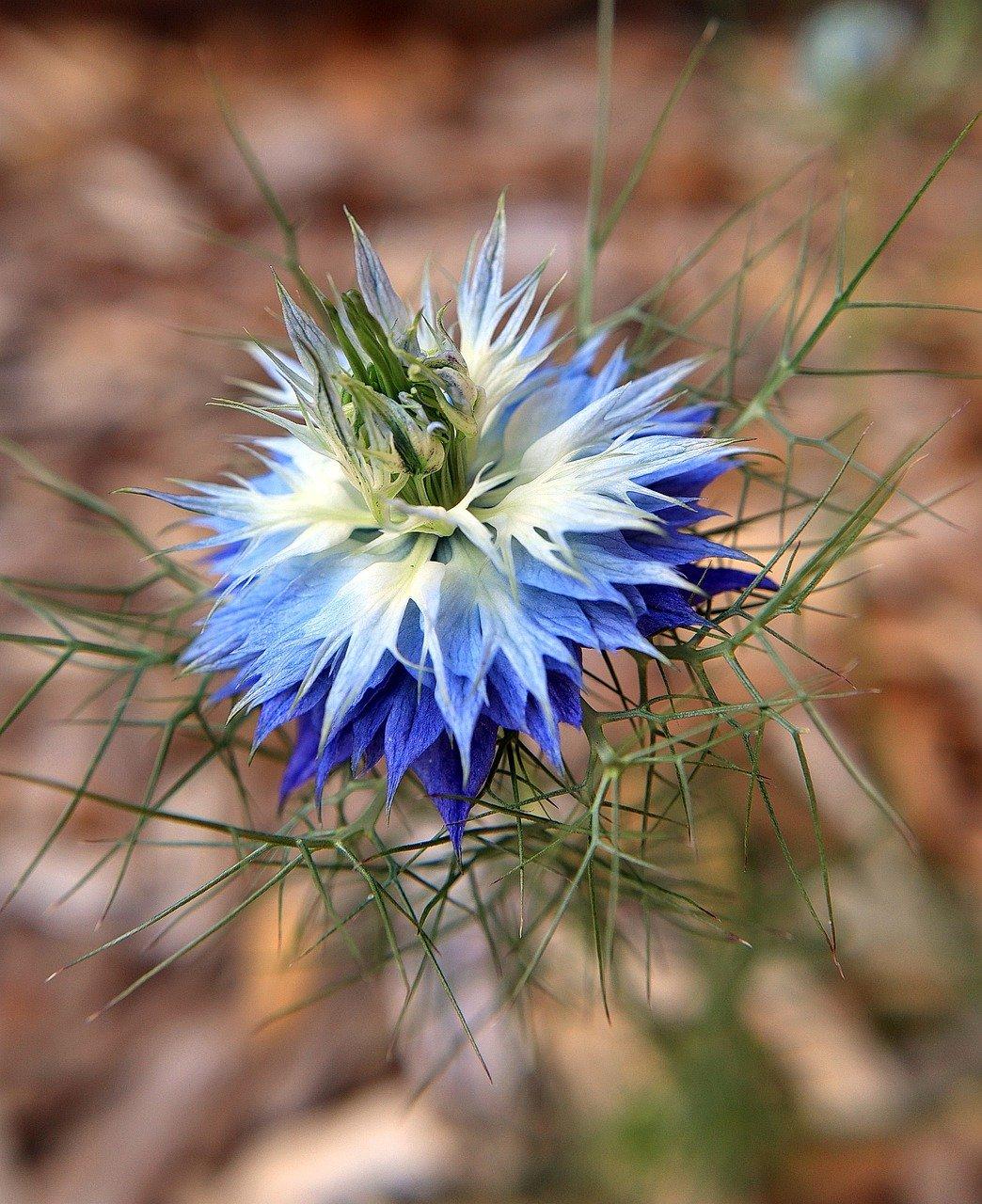 2. 红菊苣年度产量