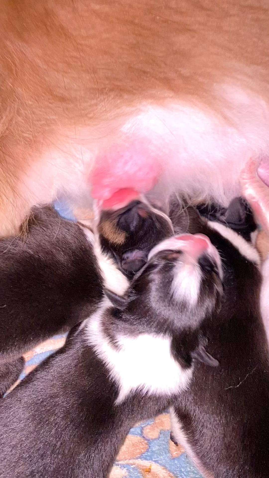 报告:发现一只不工作的奶头 发布于 2023-11-14 17:0999ip属地山东