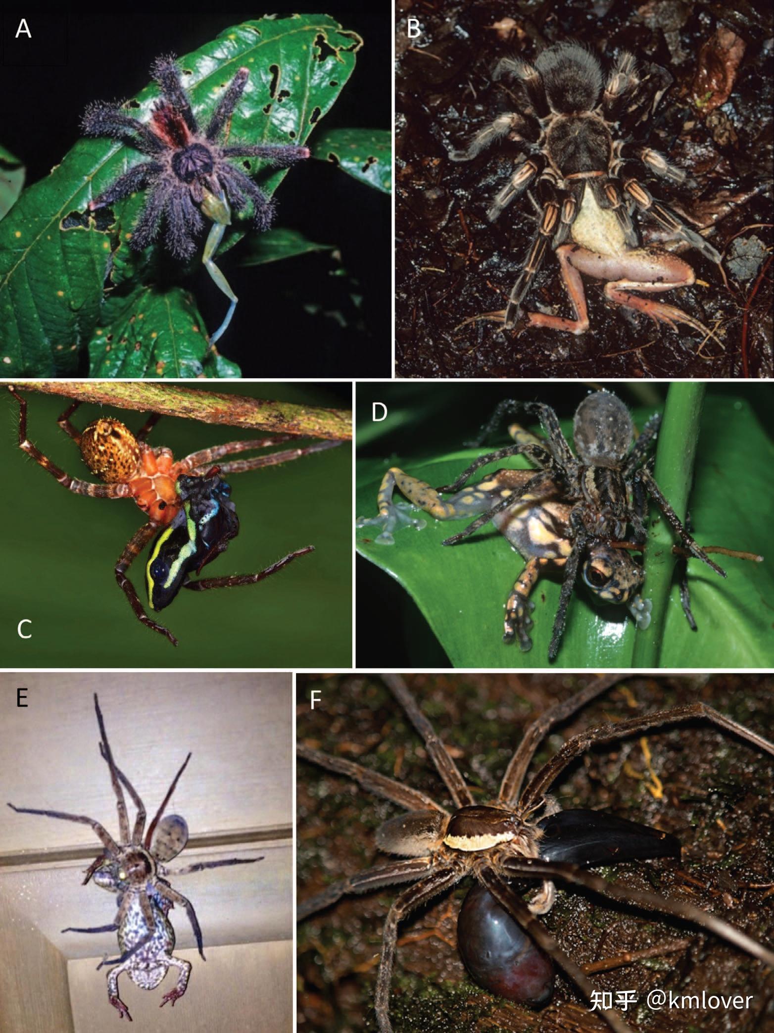 猎蛛(huntsman spiders)为什么专门猎杀青蛙?