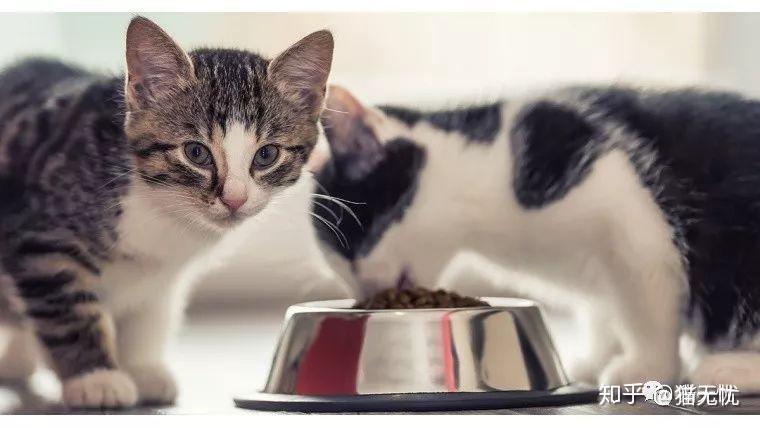 必读!猫咪营养需求和喂食建议的全面介绍 - 知乎