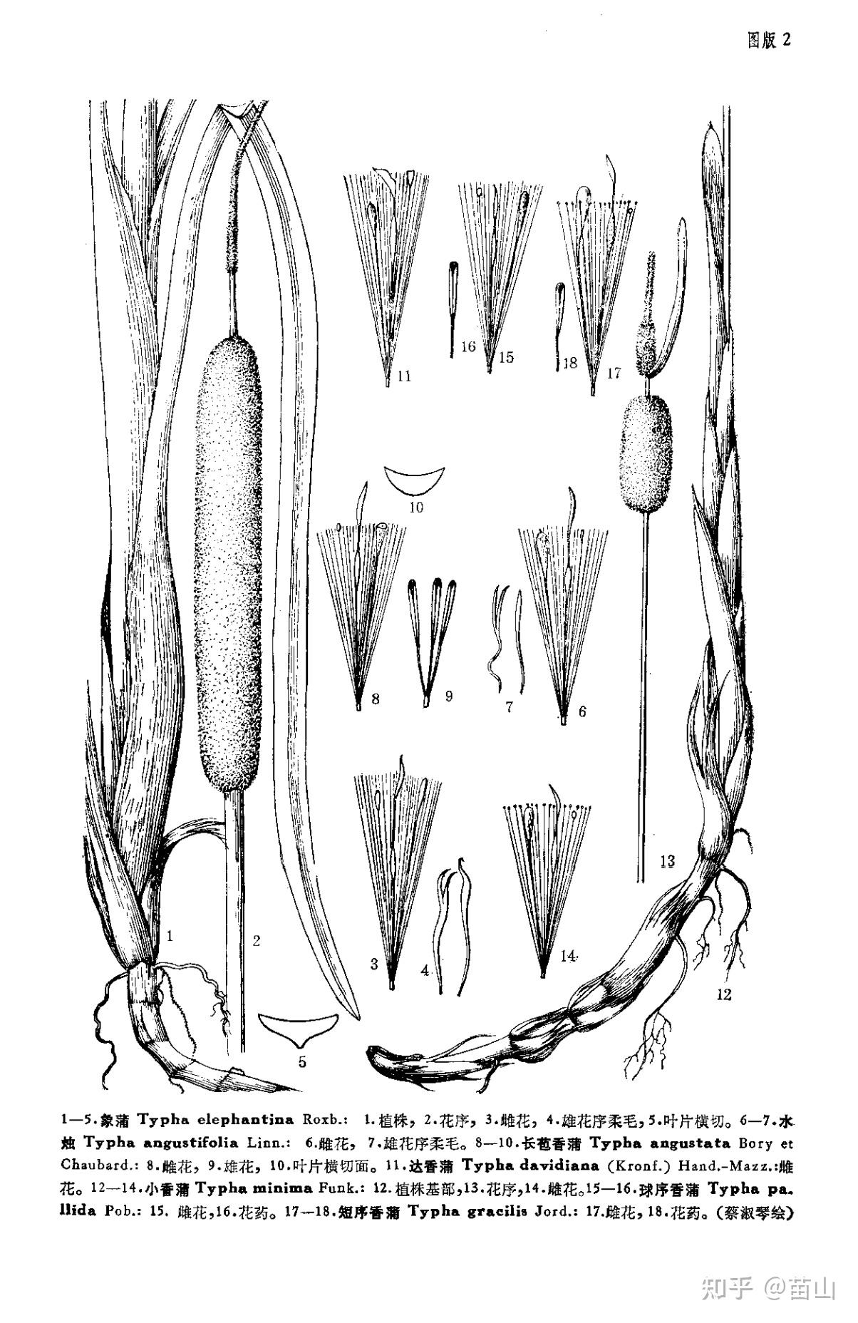宁夏有水烛这种植物吗? - 知乎