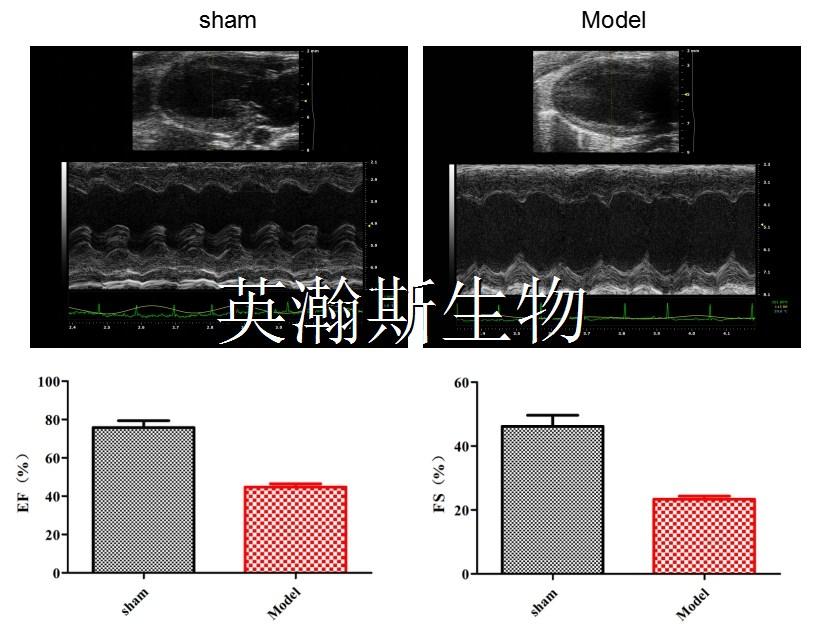 动物心衰模型如何构建？ - 知乎
