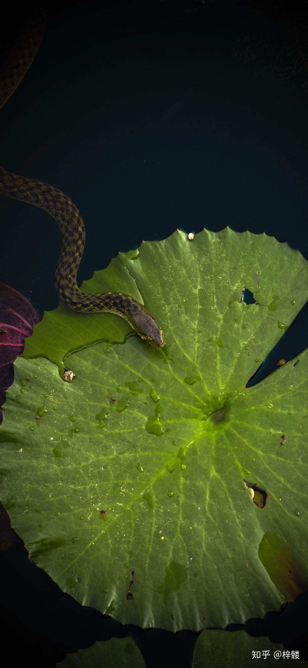 有没有好看的蛇图啊,想拿来当壁纸?