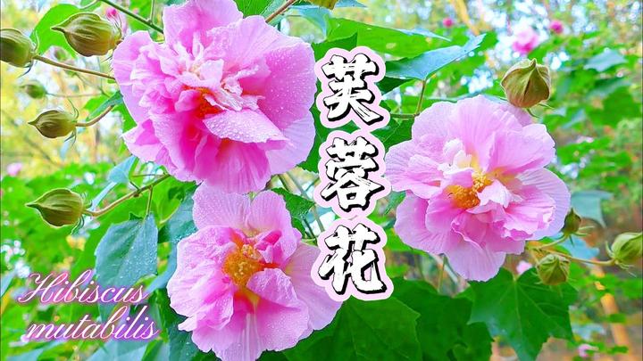 張大千 芙蓉花卉 疏池芙蕖——张大千荷花作品欣赏_墨荷