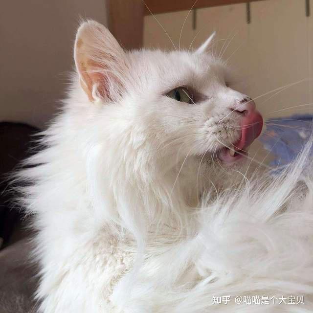 山东狮子猫,颜值不输布偶猫,养一只真香 - 知乎