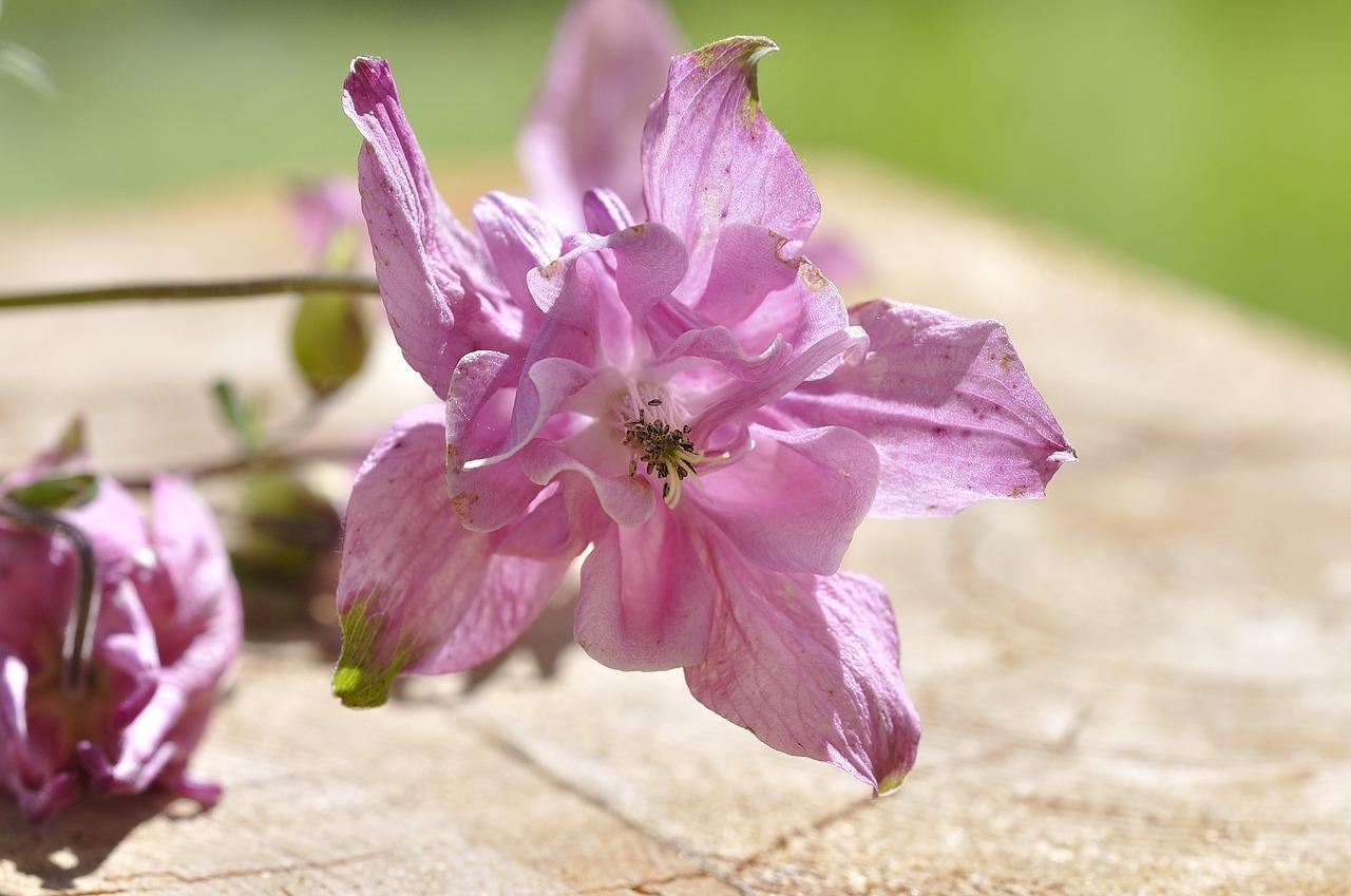 鸽证赔偿金额解析