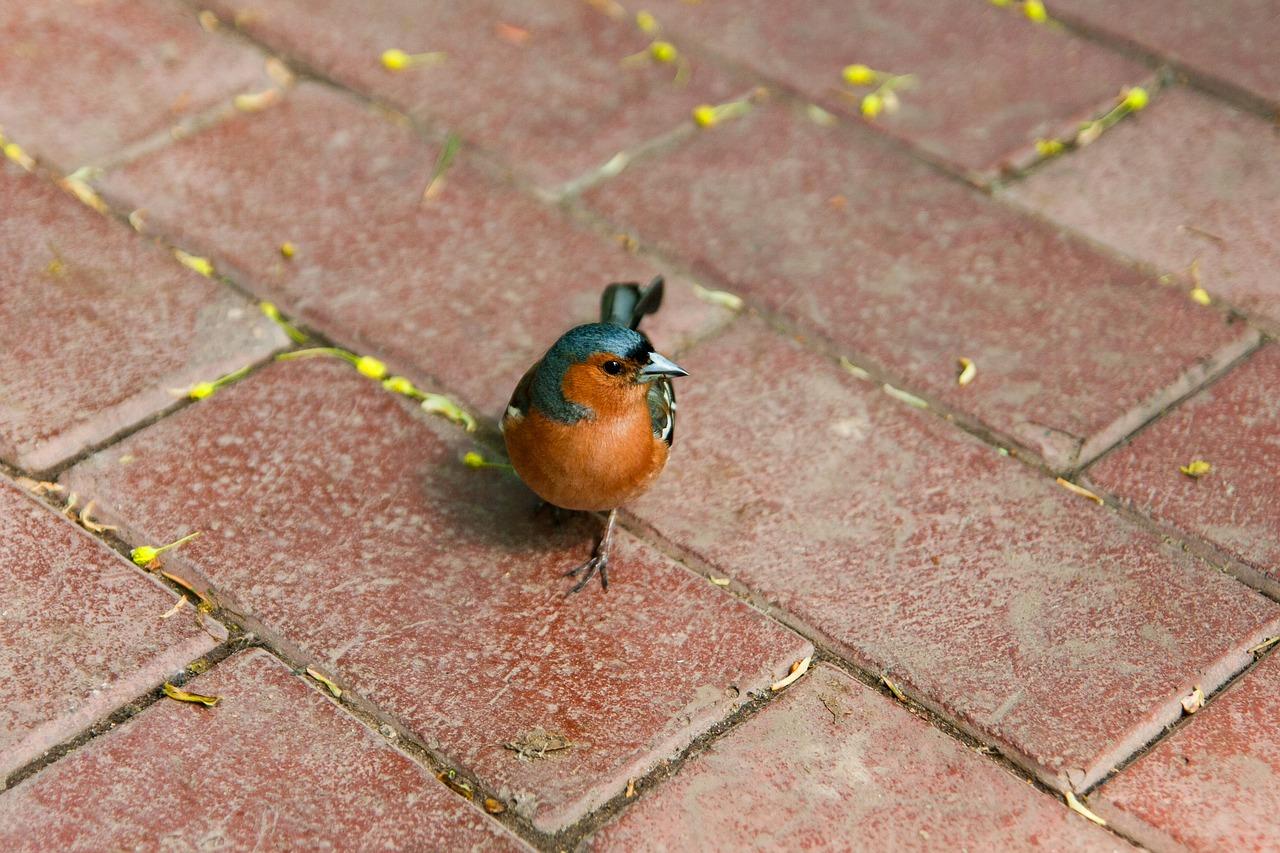 春天的小鸟故事