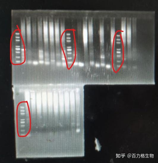 救救孩子吧,pcr之前跑的好好的,突然有一天条带全部出现弥散状态,十几对引物都是突然这样了,咋办呢? - 知乎
