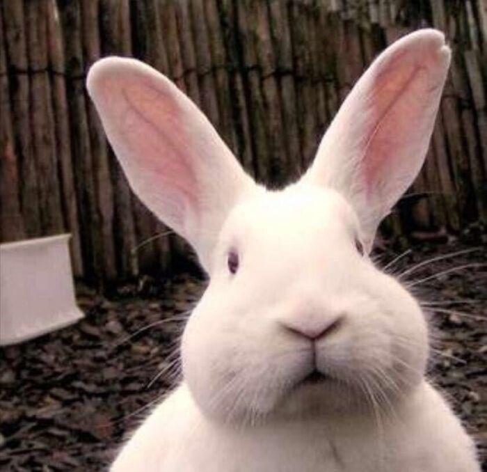 有没有兔子的图片可以当头像啊