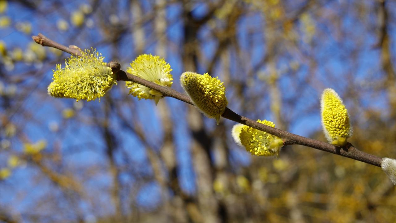 3. 松球开花影响