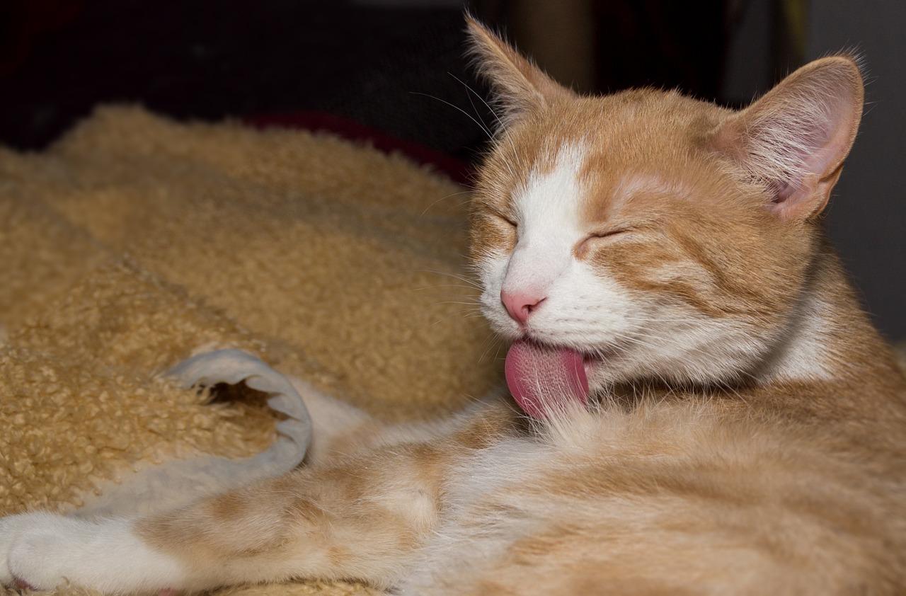 2. 宠物窝拆卸指南