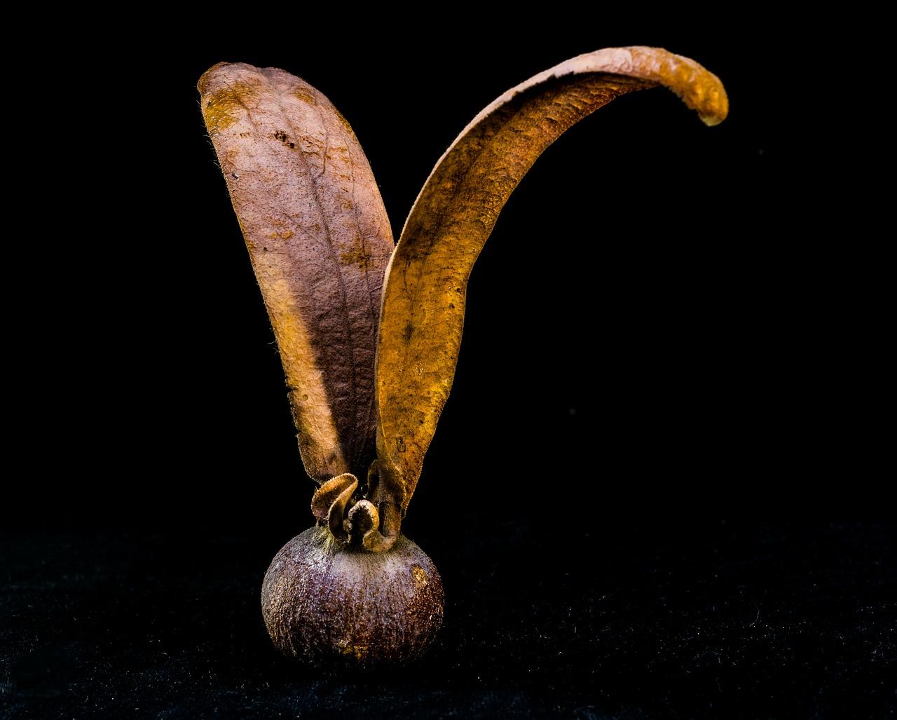 2. 种子浸泡方法