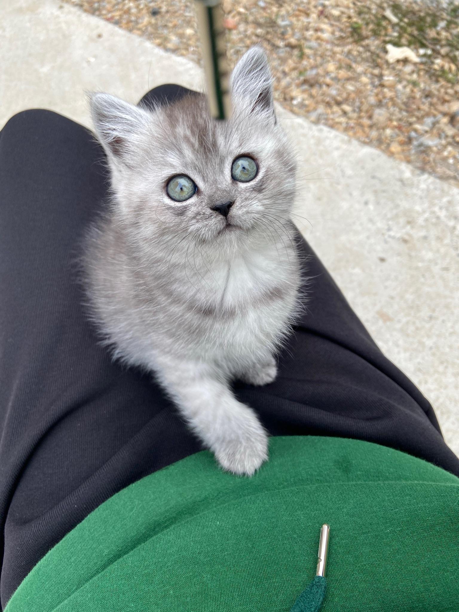 银渐层配蓝猫? - 知乎