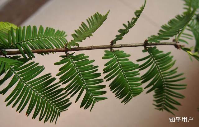 请问图中乔木的名称