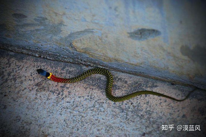 通体绿色头上红冠蛇和鸡的冠颜色一样但没有那么大