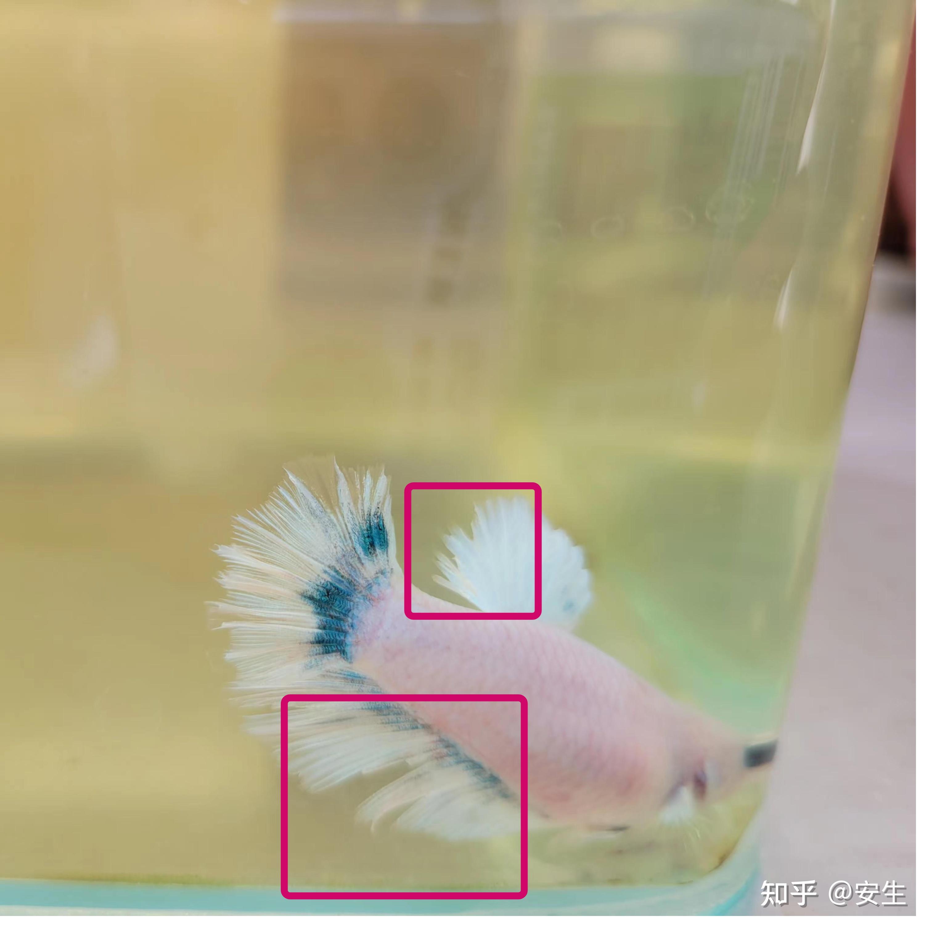 新手养斗鱼，如何能让斗鱼成功繁殖？ - 知乎