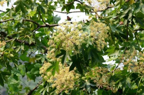 身上长刺的树,树名叫什么? - 知乎