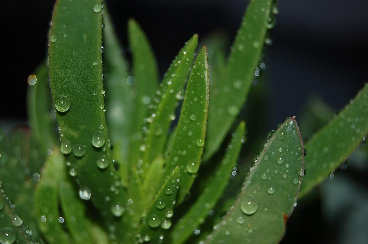 4. 芦荟耐寒温度