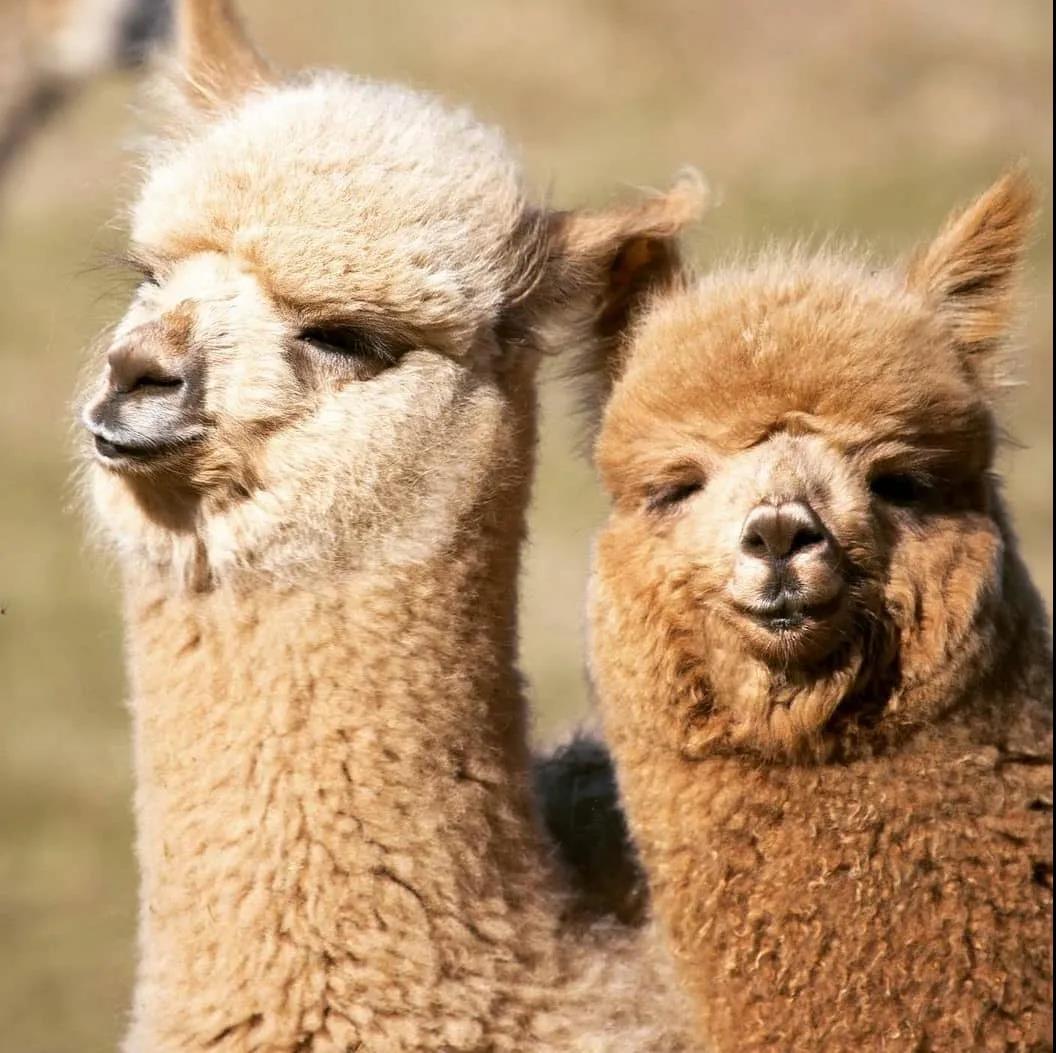 谁能告诉我羊驼和驼羊的区别最好是附图说明