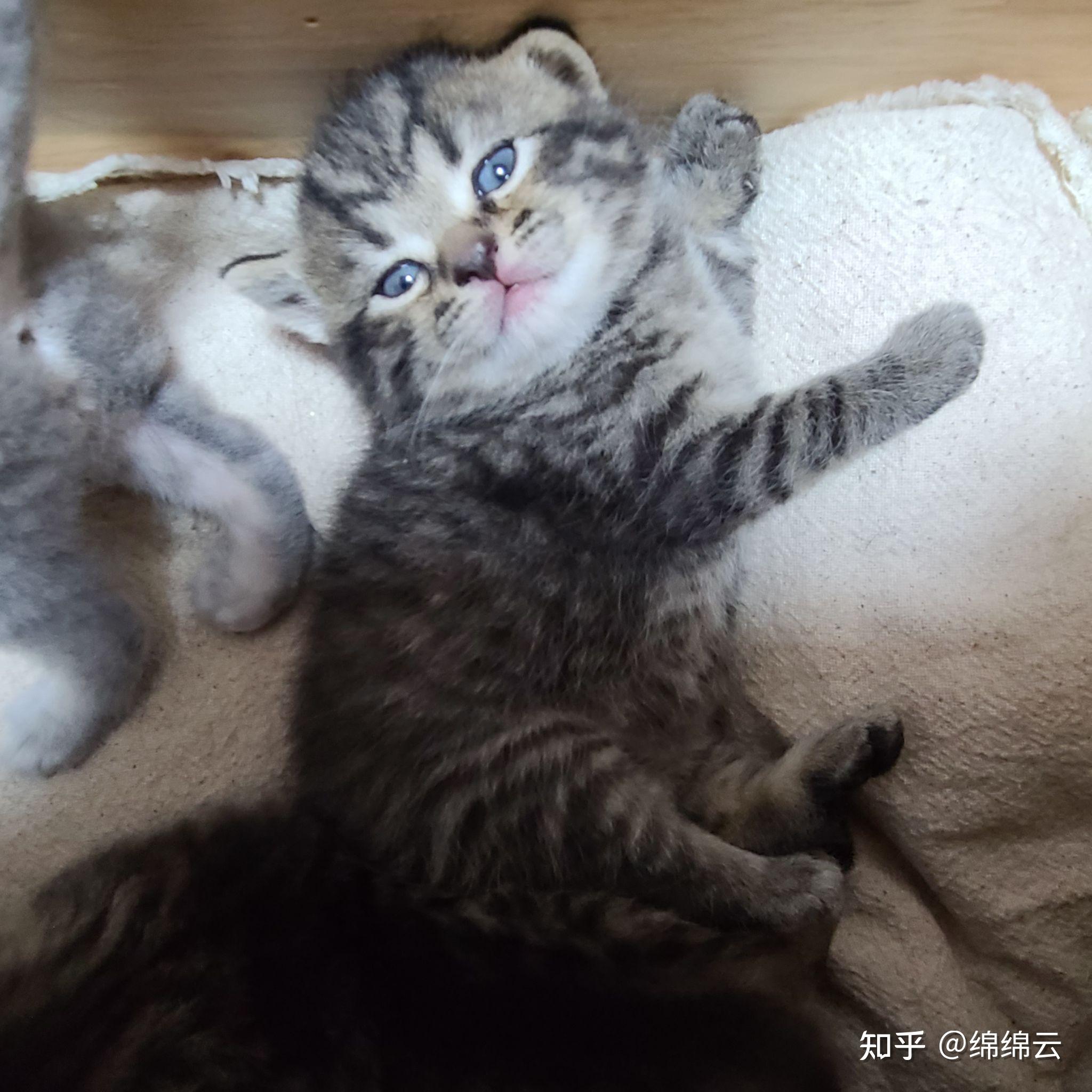 英短蓝猫和狸花猫配种会生出什么样的猫啊求上图