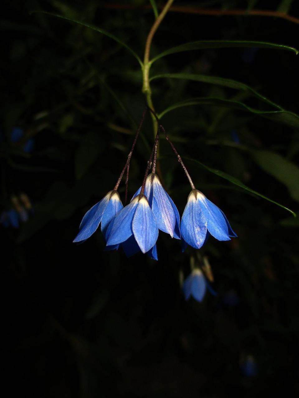 什么植物是白色的叶子