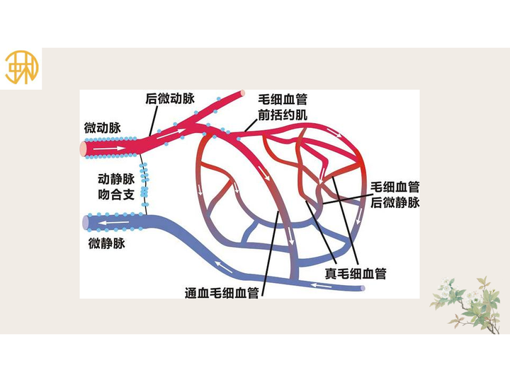 冲和解密微循环与中医关系 - 知乎