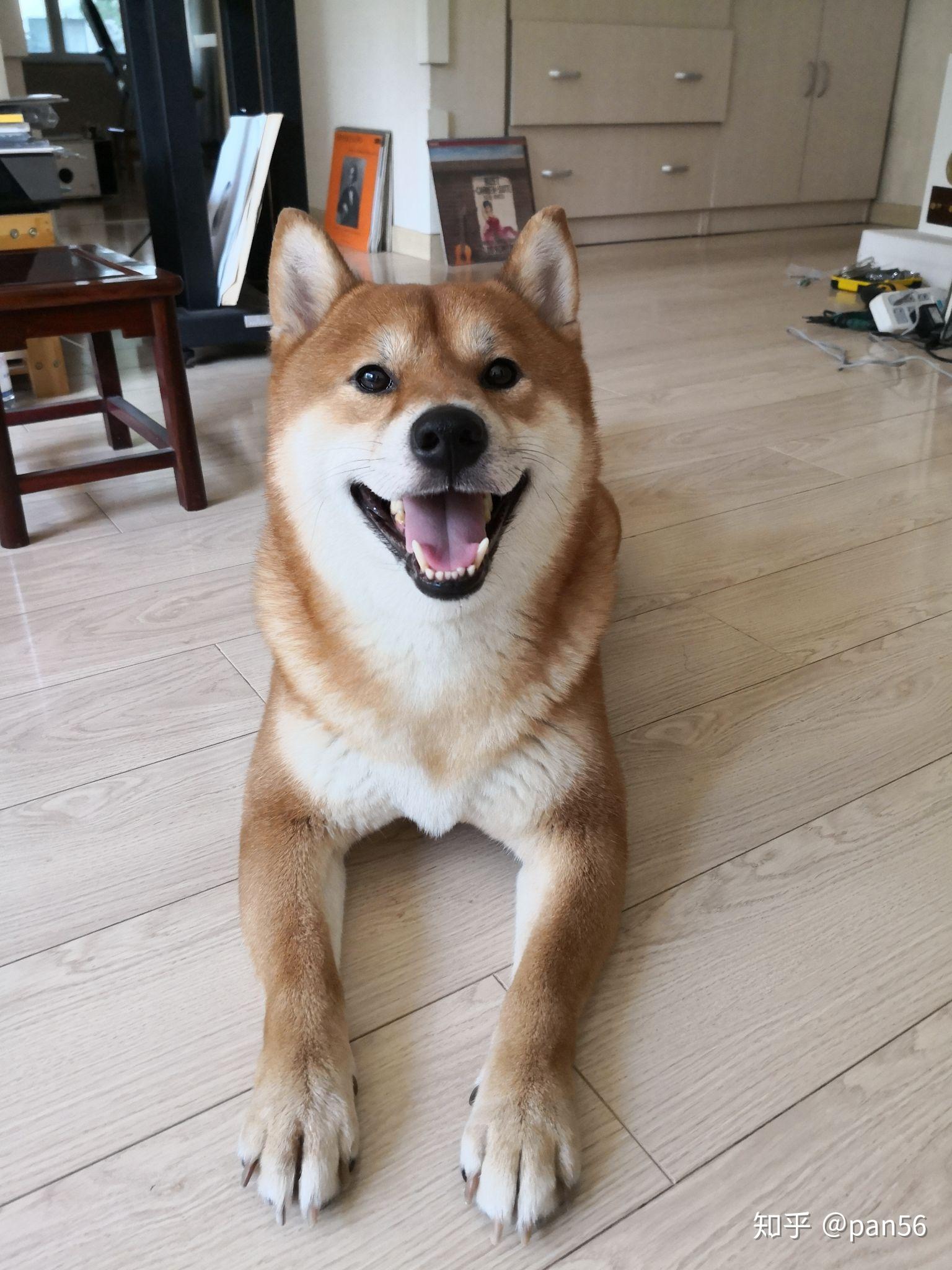 第一次公寓养狗柴犬会是个好的选择吗