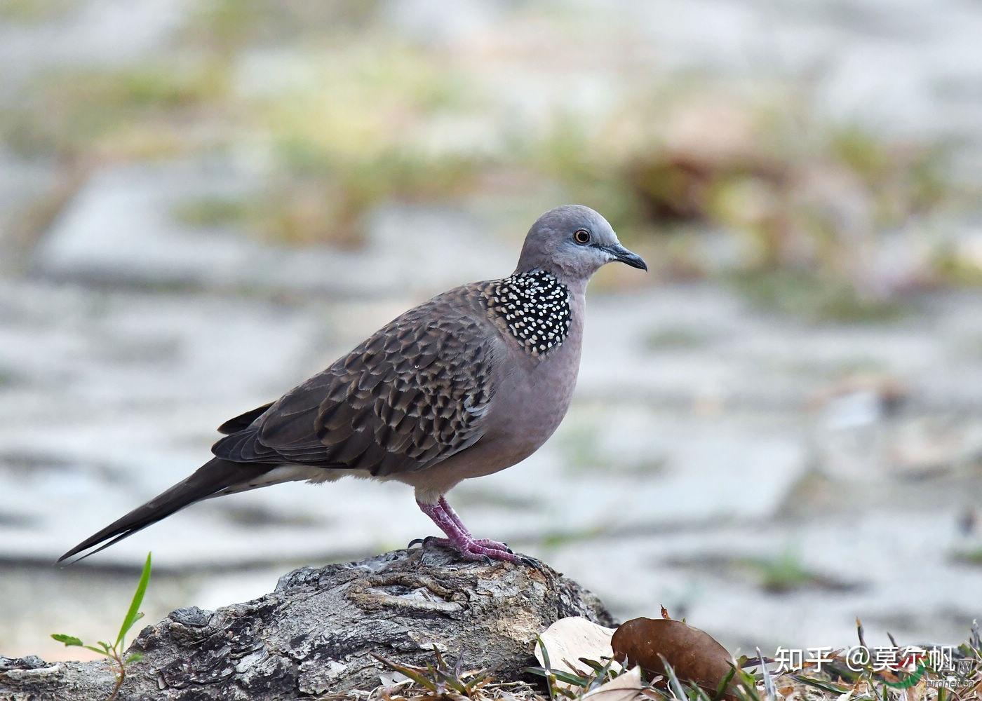 周杰伦歌曲里的印第安老斑鸠长什么样子有图片吗