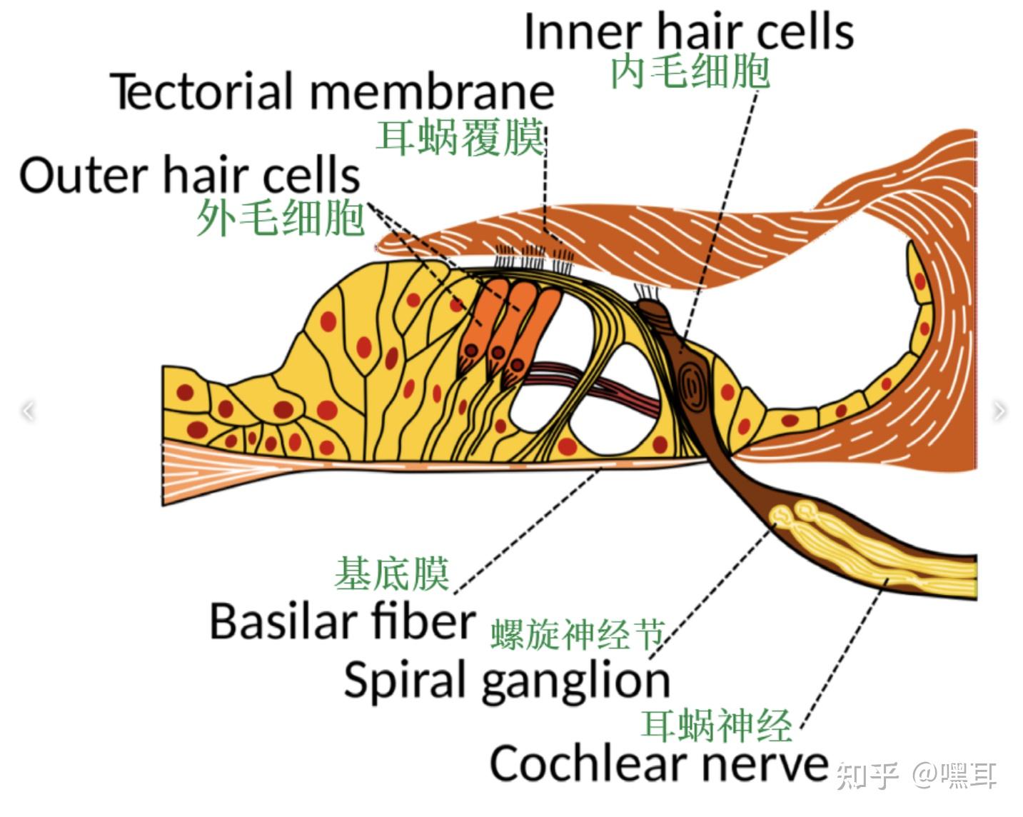 耳蜗的准确位置图,打耳蜗钉图片,耳蜗位置(第8页)_大山谷图库