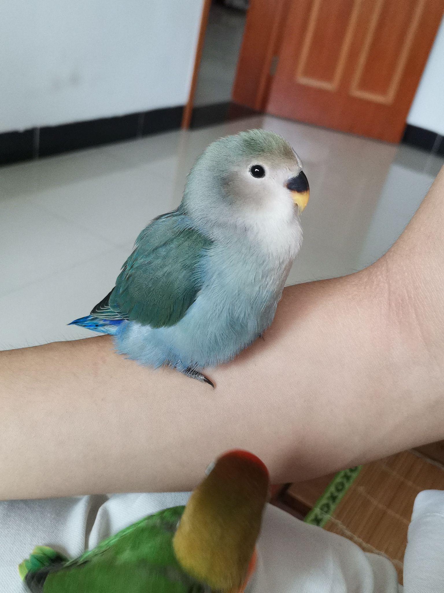 好像对毛过敏的鼻炎能养鹦鹉吗能养什么品种的