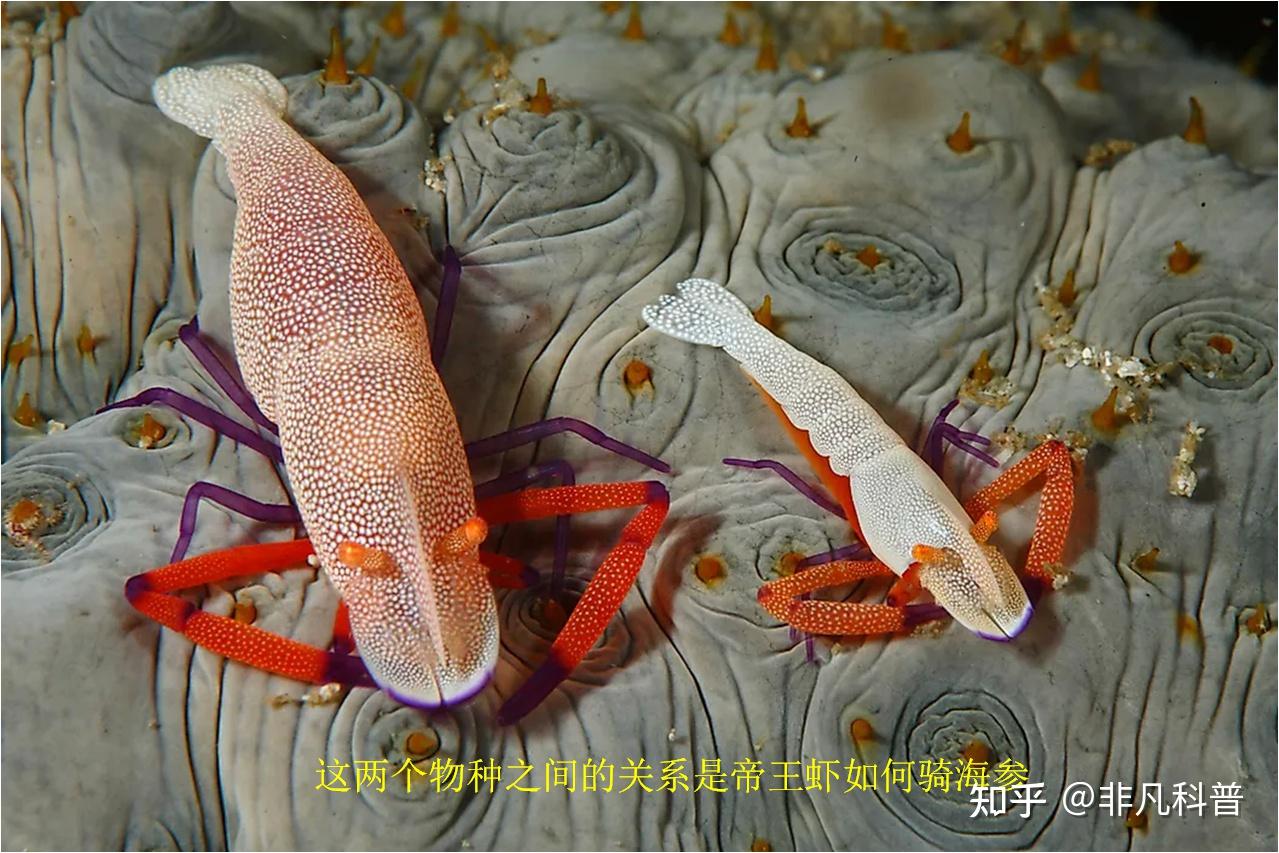 什么是生物共栖关系？看一看自然界中生物共栖关系的10个例子。 - 知乎