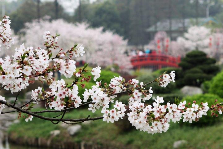 若有院子,记得种棵“大花树”,一年到头可赏花,漂亮又大气 - 知乎