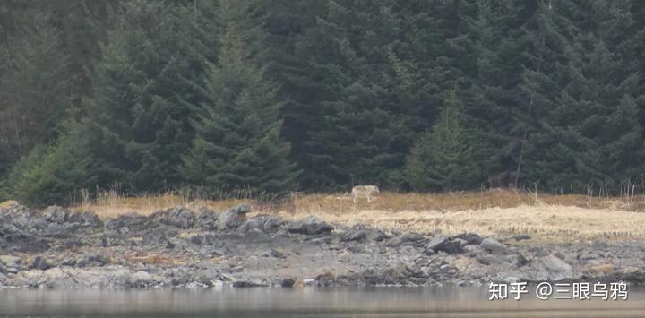 如果将 20 只狼和 500 只鹿放进同一孤岛，最后谁能活下来？