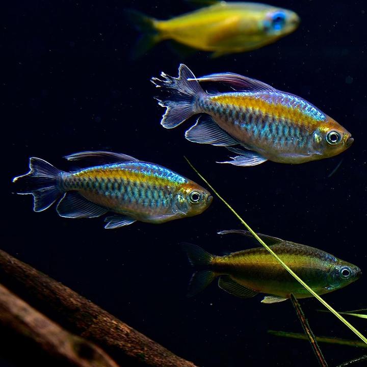 刚果美人,非洲灯鱼的经典代表鱼种