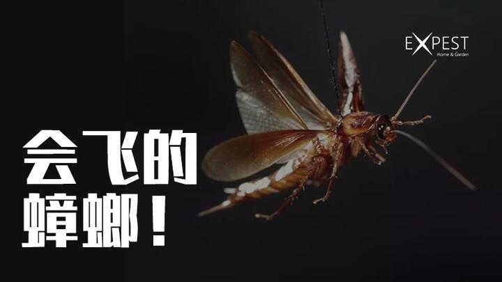 会飞的蟑螂 - 知乎