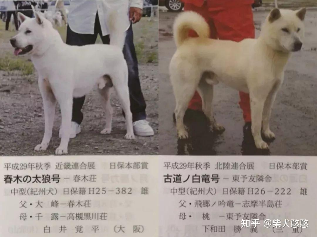 你真的了解白柴吗？ - 知乎