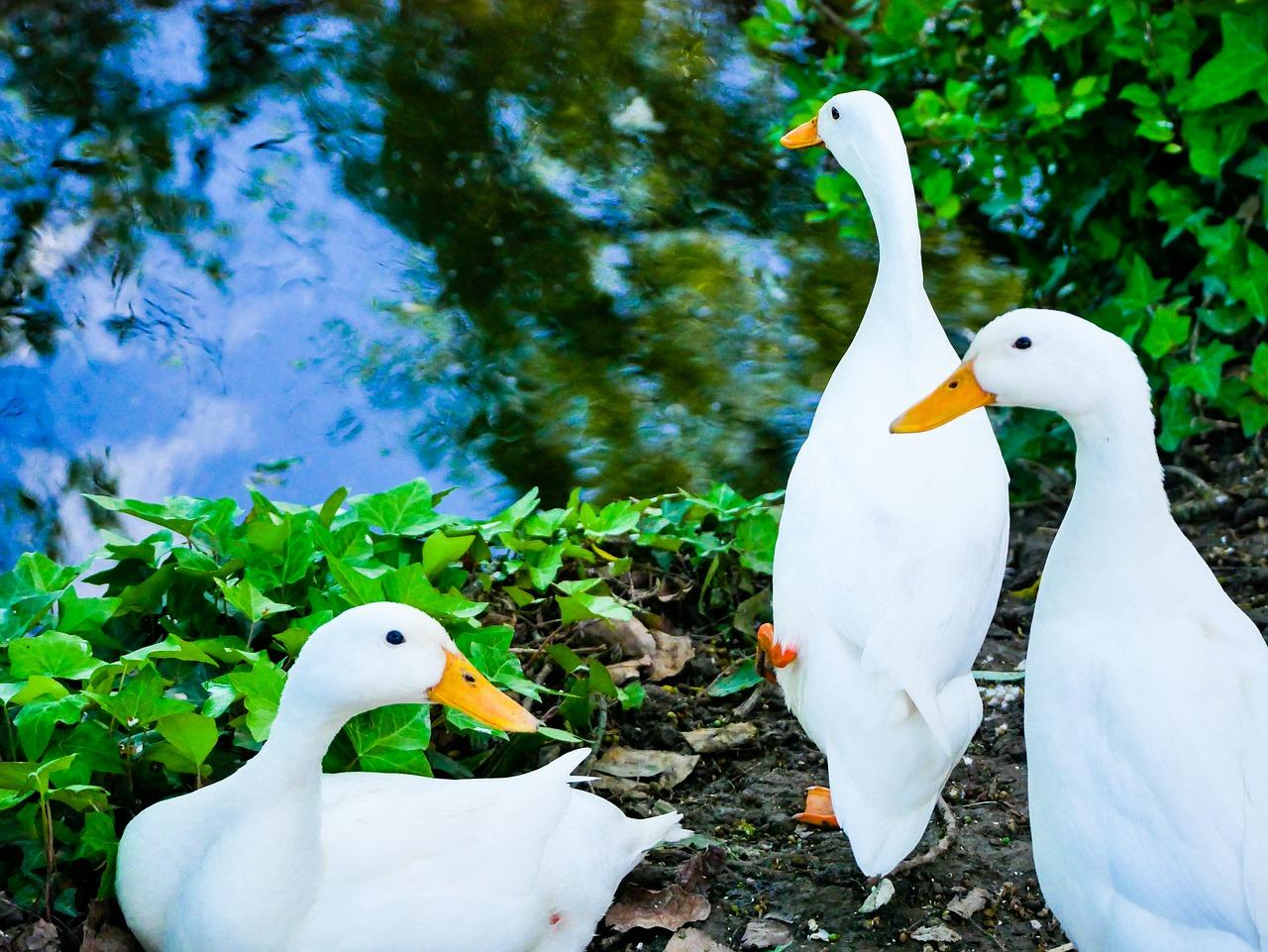 白鹅特征大揭秘