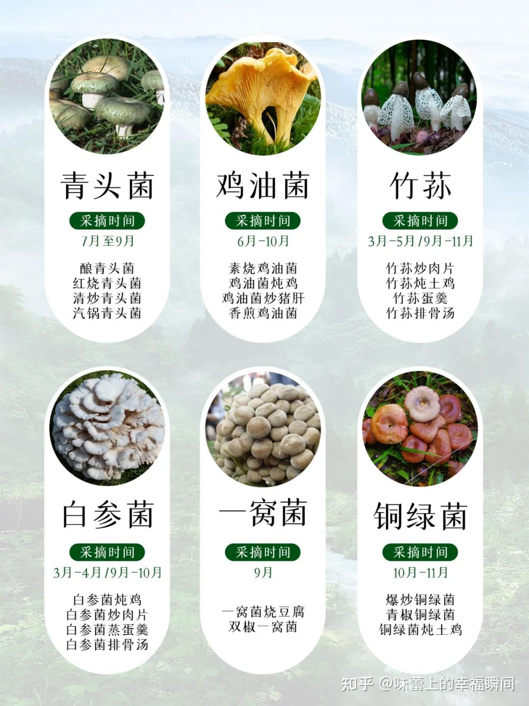 常见的云南野生菌 - 知乎