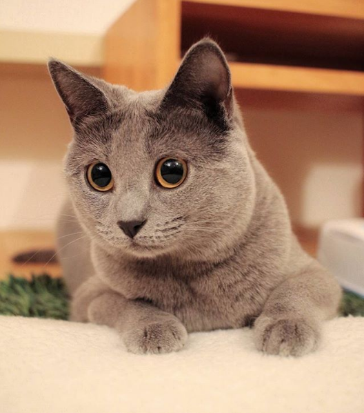 吸猫大会夏特尔猫kukka