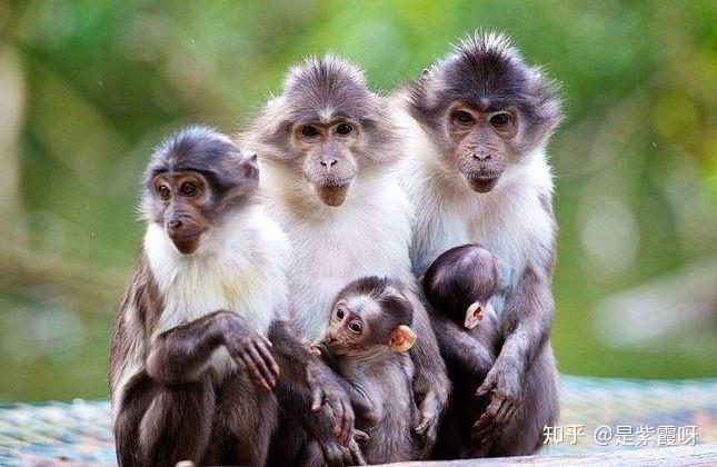 为什么经常听说物种灭绝,却很少听说有新物种诞生?