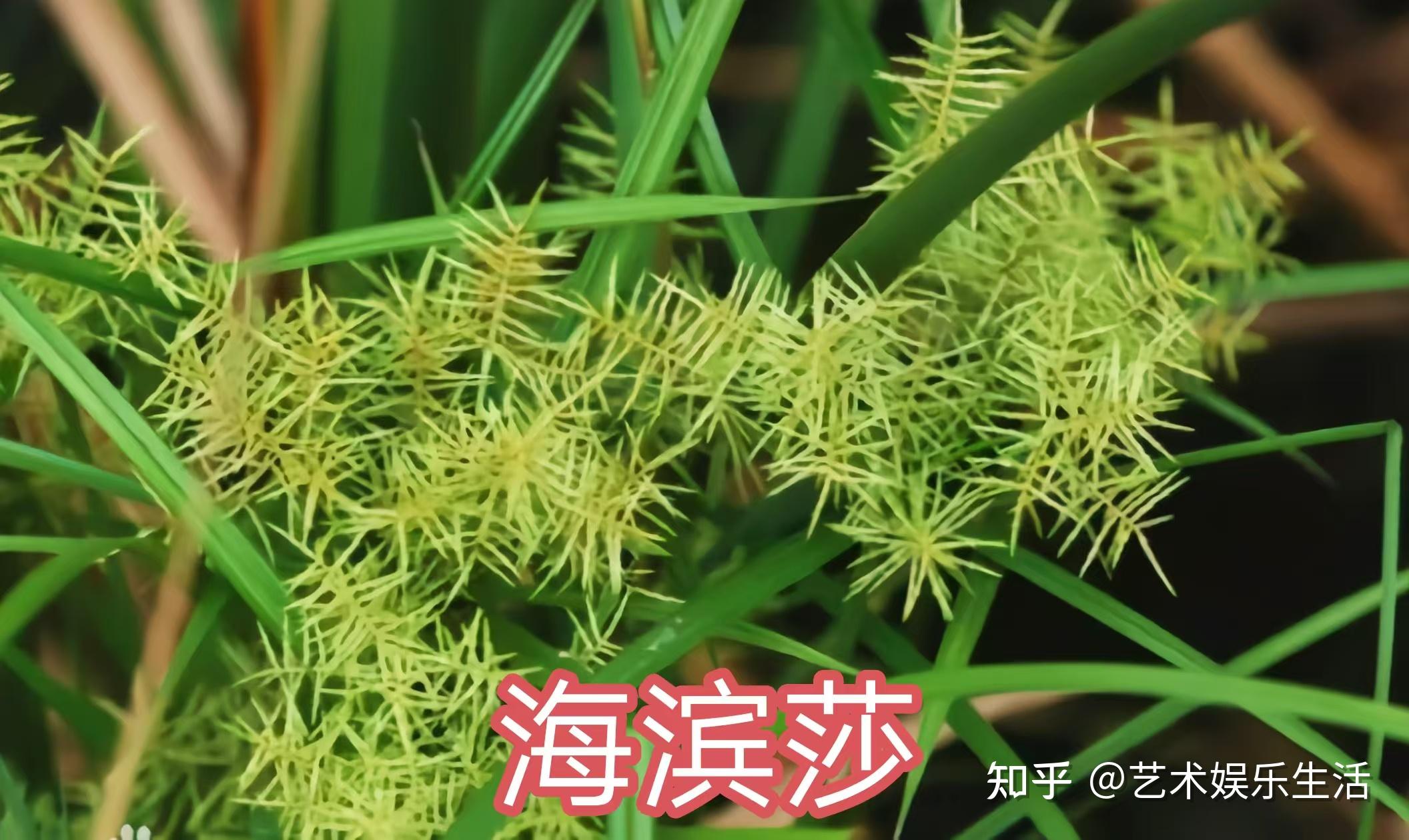 莎草科的29种代表植物 - 知乎