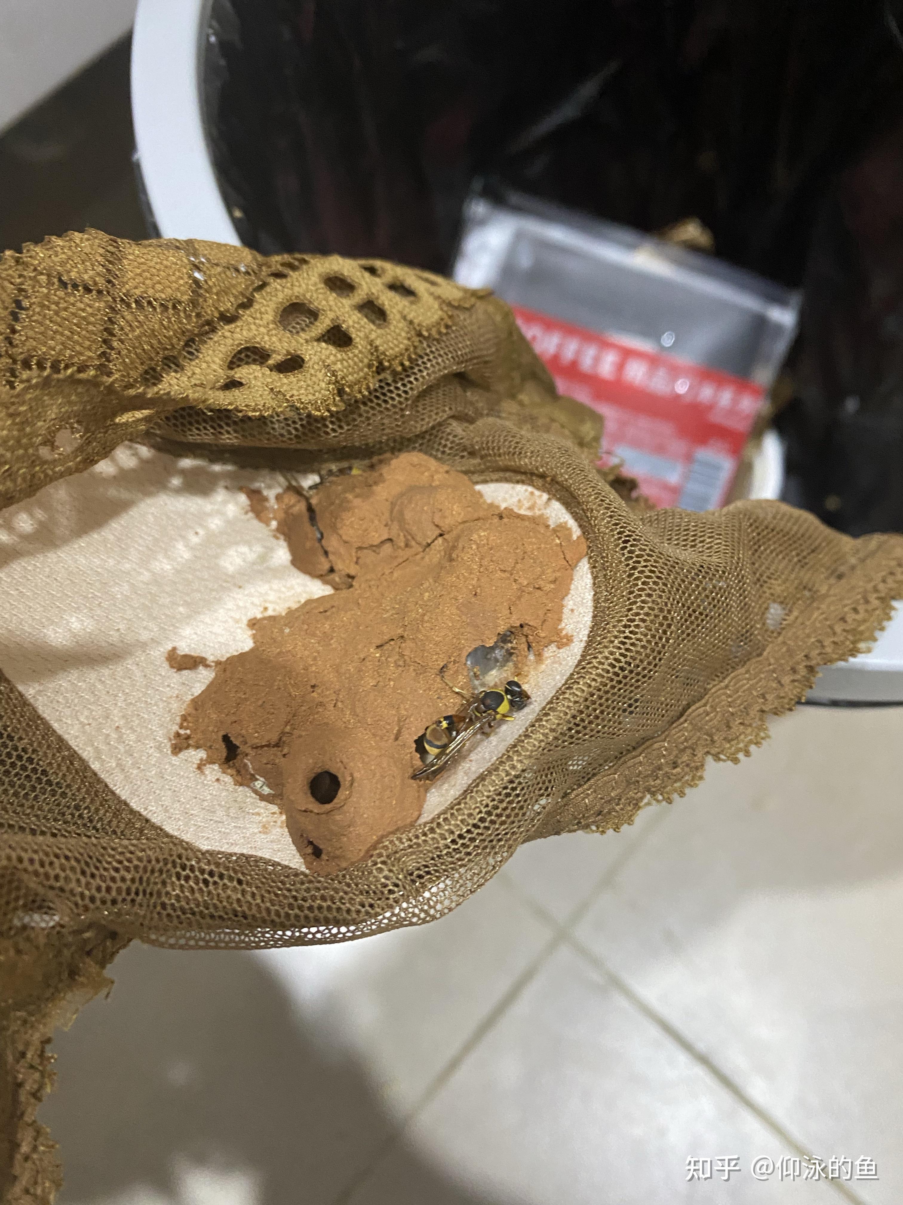 蜜蜂总是在我的卧室里或者我的衣服上筑巢怎么办? - 知乎