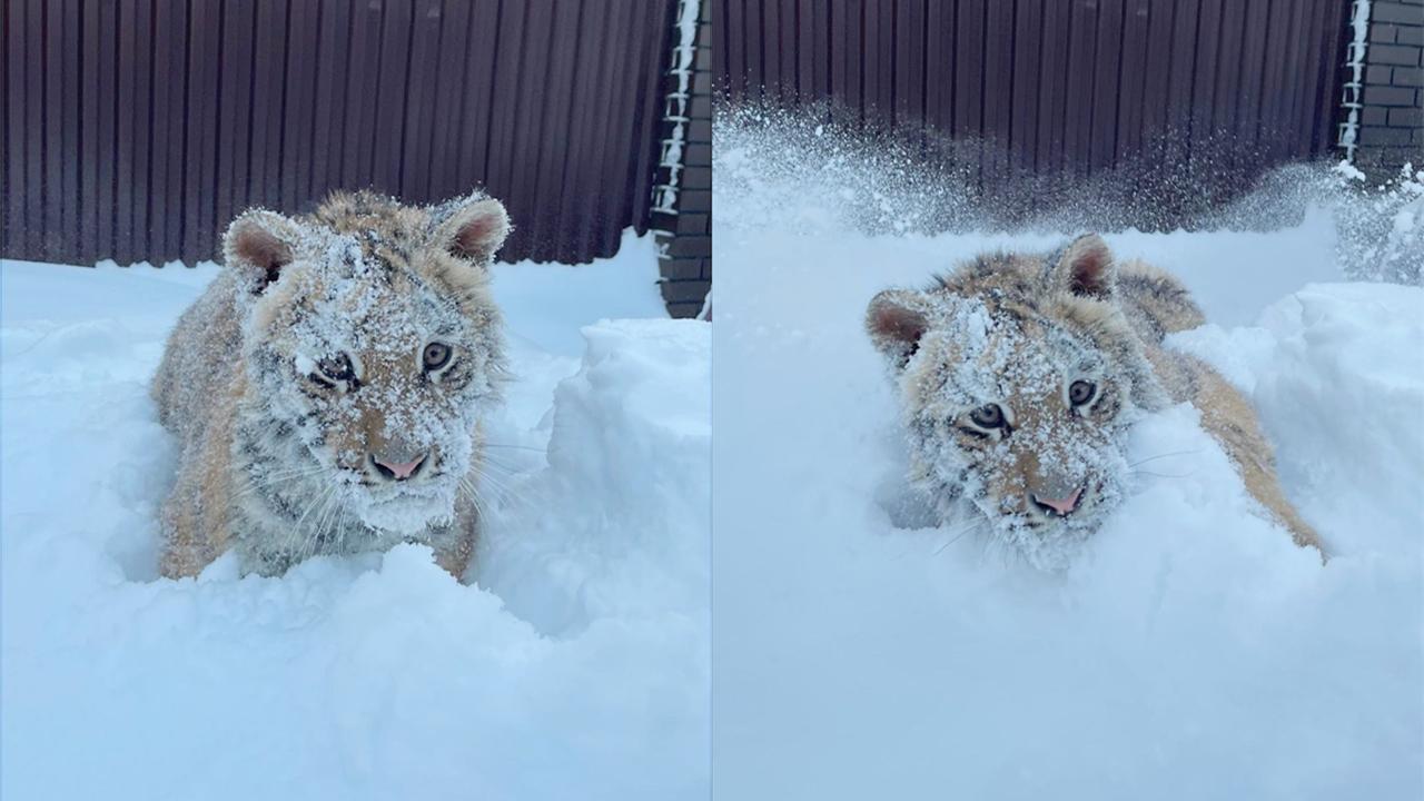 藏在雪里的小老虎没长大的小老虎非常喜欢雪把自己埋在雪堆里