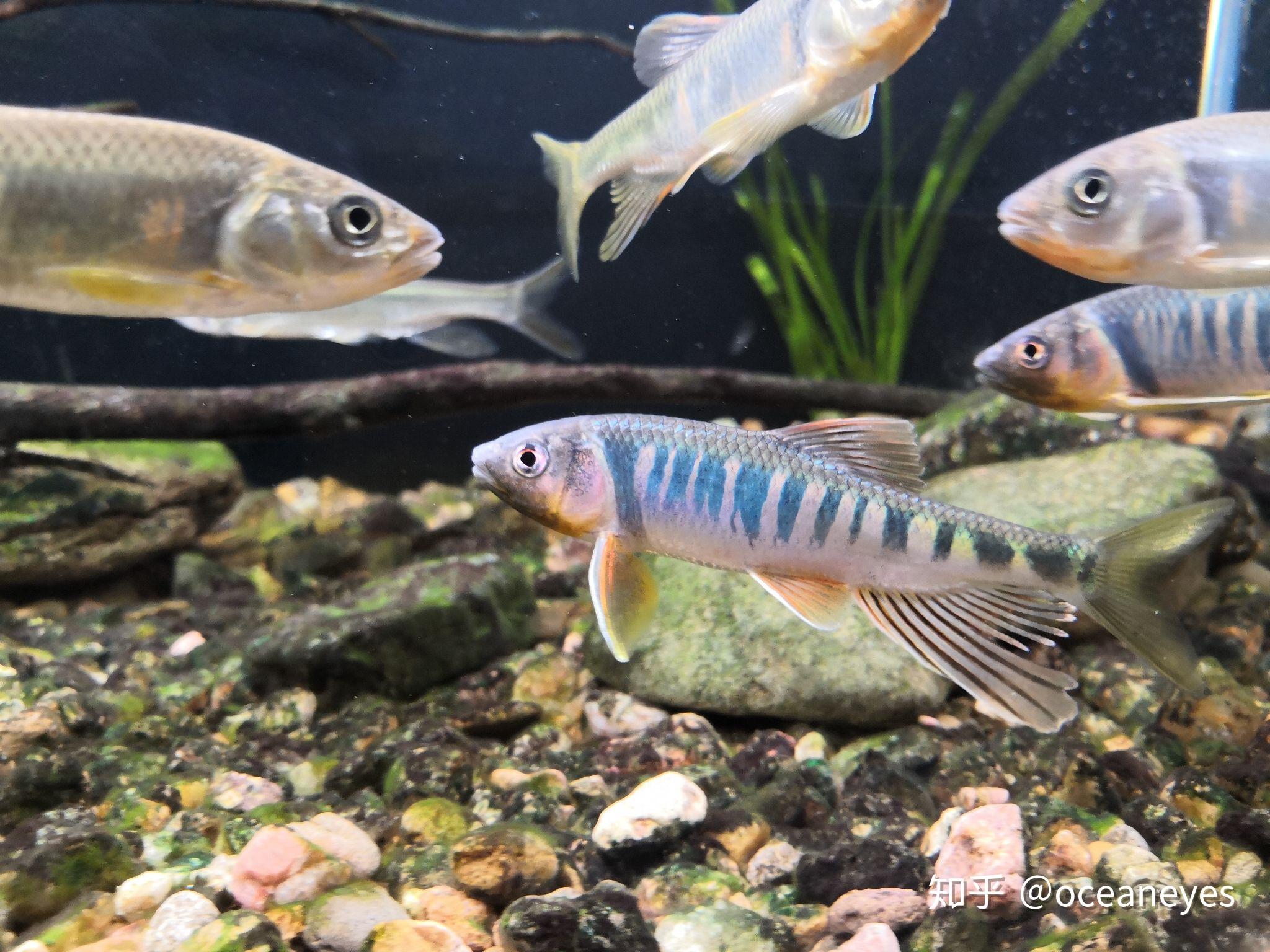 请问这种从河里捞的小鱼苗怎么养呢